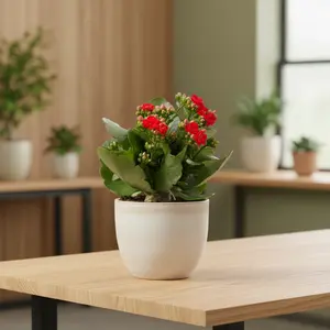Kalanchoe 'Blossfeldiana' - Flaming Katy Christmas Kalanchoe Compact Flowering Succulent with Vibrant Red Pink Orange Yellow White Blooms Low Maintenance Indoor Ornamental Plant