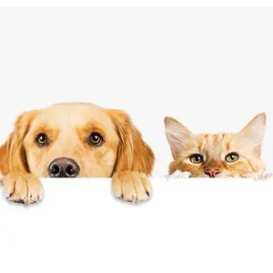 background preload poster image 