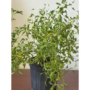 Planta Arrasa con todo con raiz