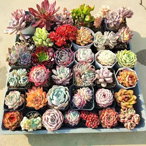 12 pack of various live succulents, gift box packaging, suitable for potting beginners, gardening enthusiasts, DIY projects, bare root shipping, Fresh delivery