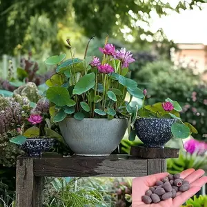 10 Pcs Bowl Lotus Seeds - Ready to Plant for Indoor & Outdoor Aquatic Gardens, Easy to Grow with Minimal Care, Planting Guide Included