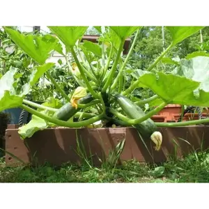 Zucchini Seeds - Black Beauty ,Summer Squash