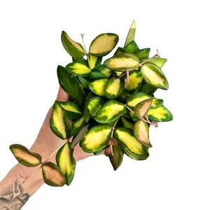 4” Hoya DS-70 Variegated Pet Safe Trailing Plant