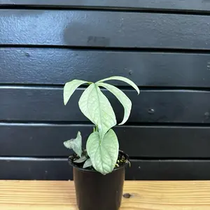 Amydrium Medium 'Silver' Spiderman4 Inch Planter