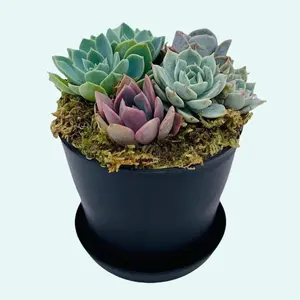 Low Tide Potted Succulent Arrangement - Live Succulent Garden in Pot