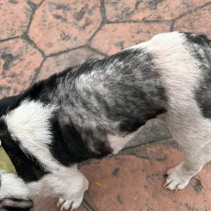 Cassiel Pet HOT SPOT&WOUND Spray,Pet Skin Sprays for Dogs&Cats-Nature Soothing Spray for Clean and Soft Skin,Reduces Itchy Scratching,Packaging upgrade