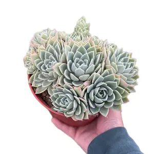 6” blue atoll Clusters Pansy Succulent Home Decor Sculpture