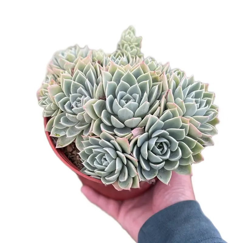 6” blue atoll Clusters Pansy Succulent Home Decor Sculpture