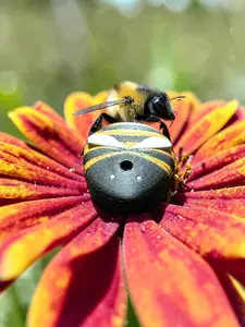 Nature: Bumblebee CGM Cover compatible with Dexcom G7, Libre 2/2+, 3/3+ or Stelo