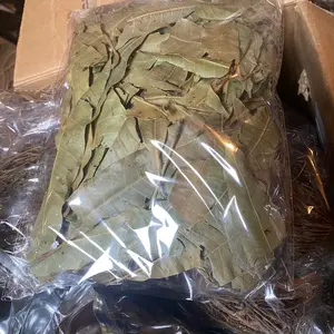 Mangoes leaves/ Feuilles de mangues