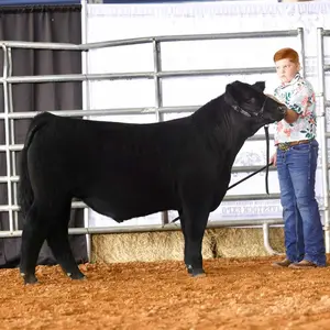 Big Bungee with Quick Release Cattle Training Aid – 4ft