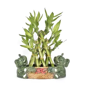 Three Layer Live Lucky Bamboo Pyramid Indoor Plant Inside Ceramic Green Elephant Vase Arrangement Great Home Decor Measures 12" x 5" x 14"