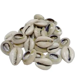 Cowrie Shells Set de 18 Open Mano De Caracol Abiertos Santeria Voodoo