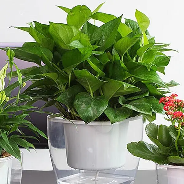 Live Golden Pothos Plant, Epipremnum Aureum, Devil's Ivy, Live Indoor Plant  - TikTok Shop