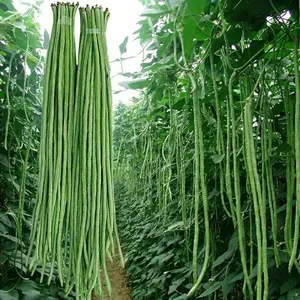 30+ Yard Long Bean Seeds Asian Vegetable Long Bean String Beans Productive USA