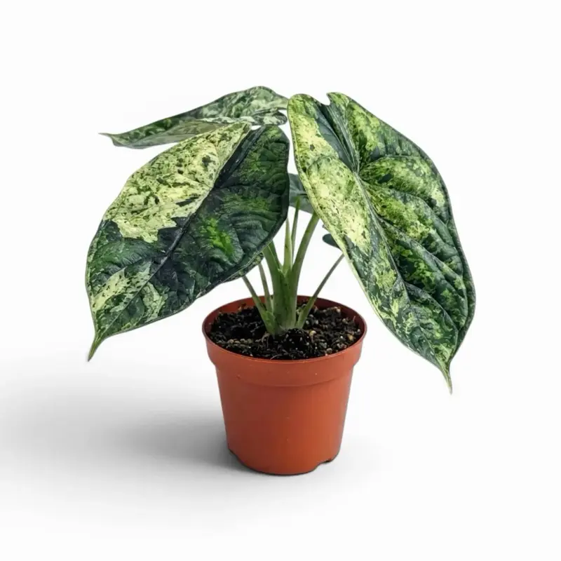 4" Alocasia Dragon Scale Mint – Indoor Live Plant, Rare Creamy White & Minty Green Variegation, Elephant Ear-Shaped Leaves, Medium, Bright Light & Humidity Lover