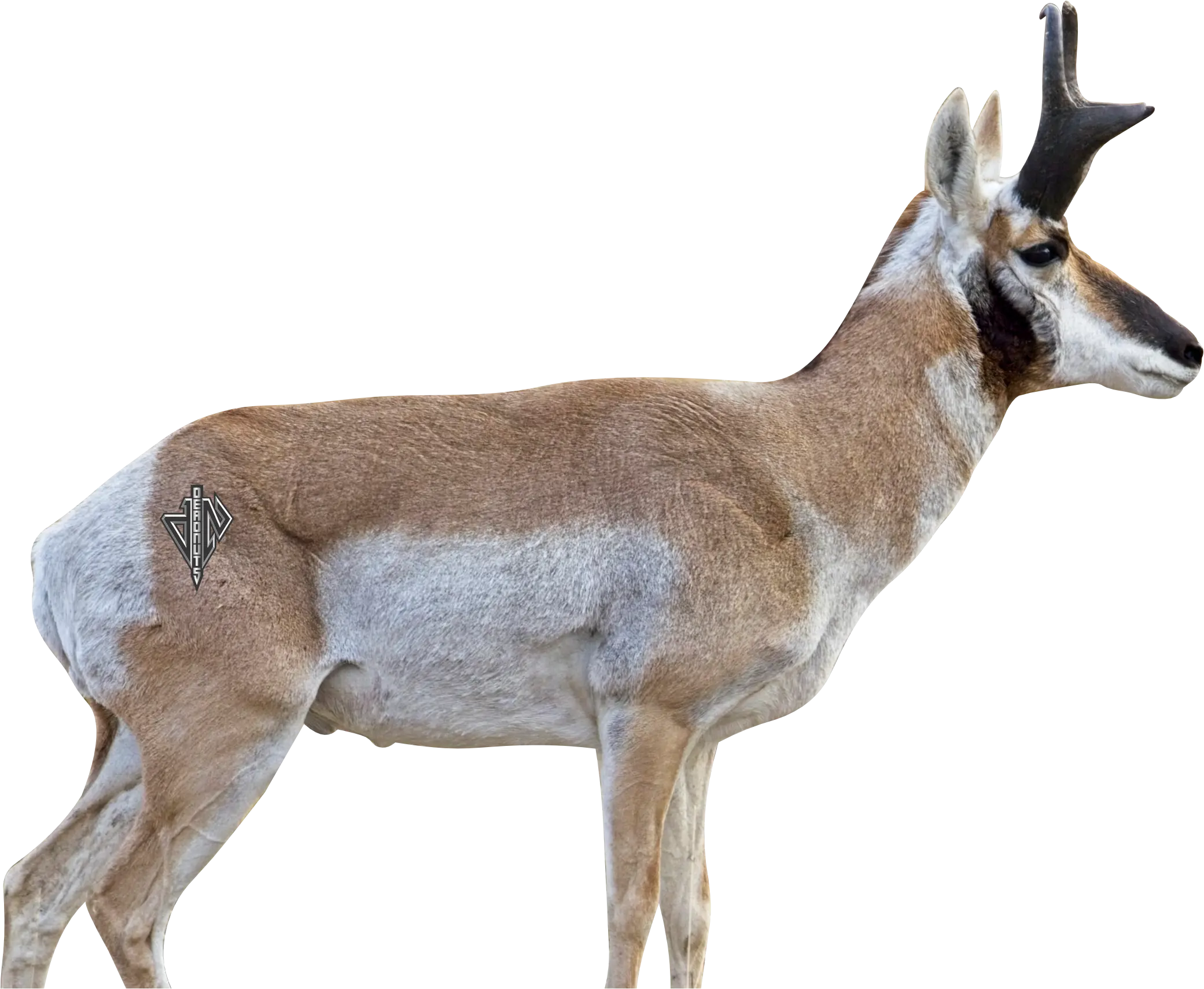 2D Broadside Pronghorn Buck