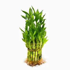 Lucky Bamboo Multi-Tiered Bunch – 12 to 18 Stalks of Dracaena Sanderiana, Ideal for Indoor Feng Shui and Stylish Greenery