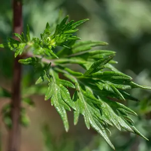Common Mugwort Seeds: Artemisia vulgaris for Lucid Dreaming & Chinese Herbalism Cuisines: 200 Seed Packet / Bulk Pack