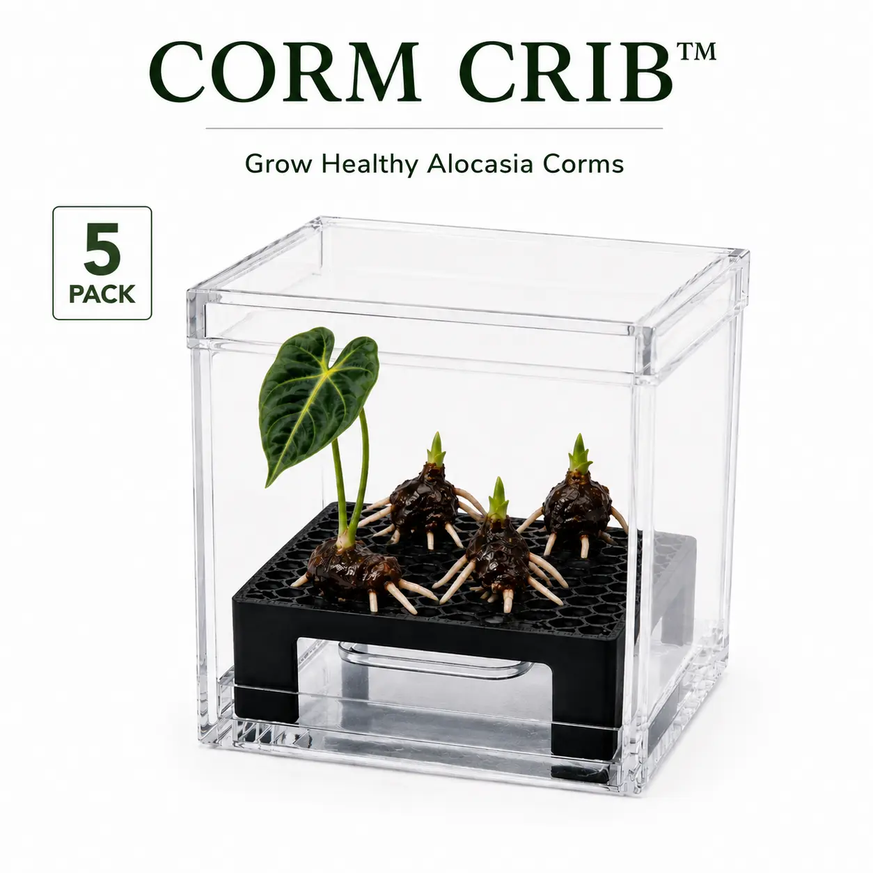 Corm Crib™ – 5 Pack Alocasia Corm Riser Propagation System
