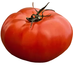 Better Boy Tomato Plant
