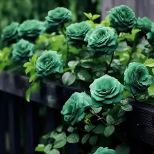 100pcsScottish Green Rose Seeds - Non-gmo Heirloom Variety - Timeless Beauty for Your Garden - Planting Instructions Included
