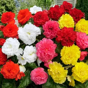 1000 Seeds Perennial Dianthus Red Carnation Flower Seeds for Planting
