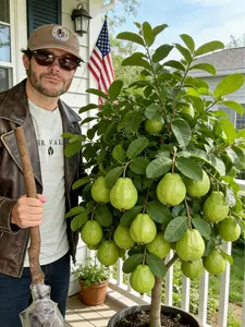 Guava Tree Sapling | Live Fruit Plant for Potted, Greenhouse & Outdoor Gardens | Easy to Grow, Fast Fruiting, Ideal for Home Gardeners & Fruit Tree Enthusiasts
