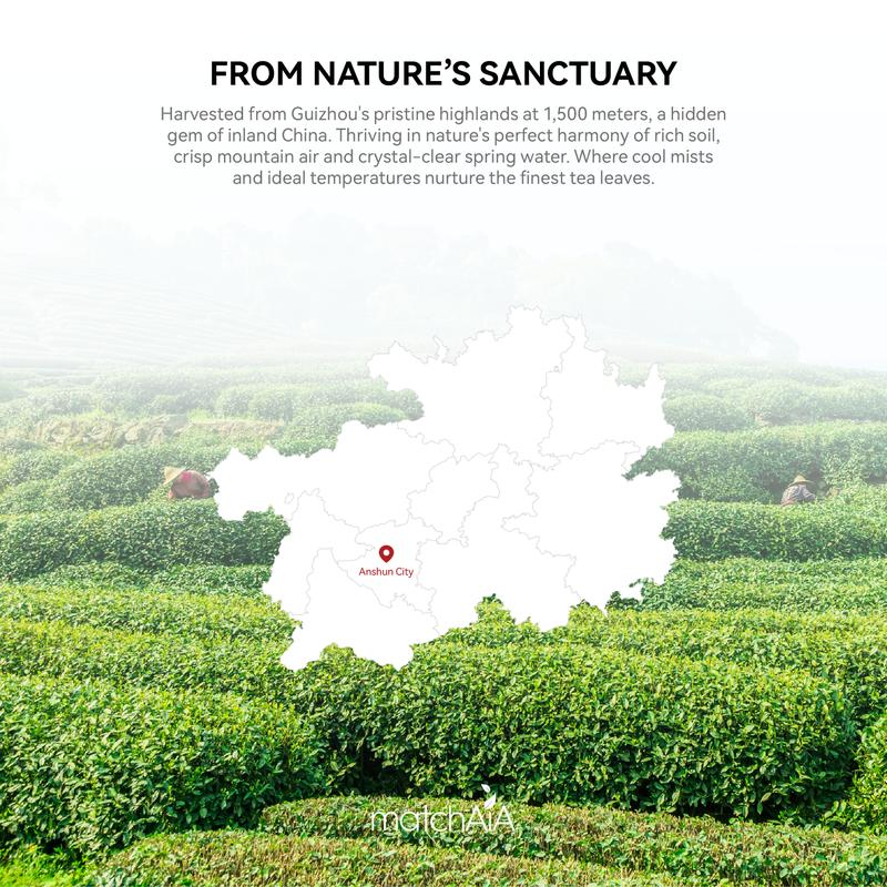 MatchAiA Premium Culinary Grade, USDA-Certified Organic Matcha, 100% Pure Green Tea Powder, Perfect for Lattes, Smoothies, Desserts and Baking, Sugar Free, Gluten Free (350g / 12.3oz Tin Can)