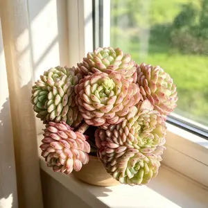 Echeveria ‘Hani’ Live Succulent Plant – Rare Colorful Succulent, 6 Inch Large Bare Root (No Pot), Easy Care, Beginner Friendly, Home Decor, Garden Decor, Plant Lover Gift**