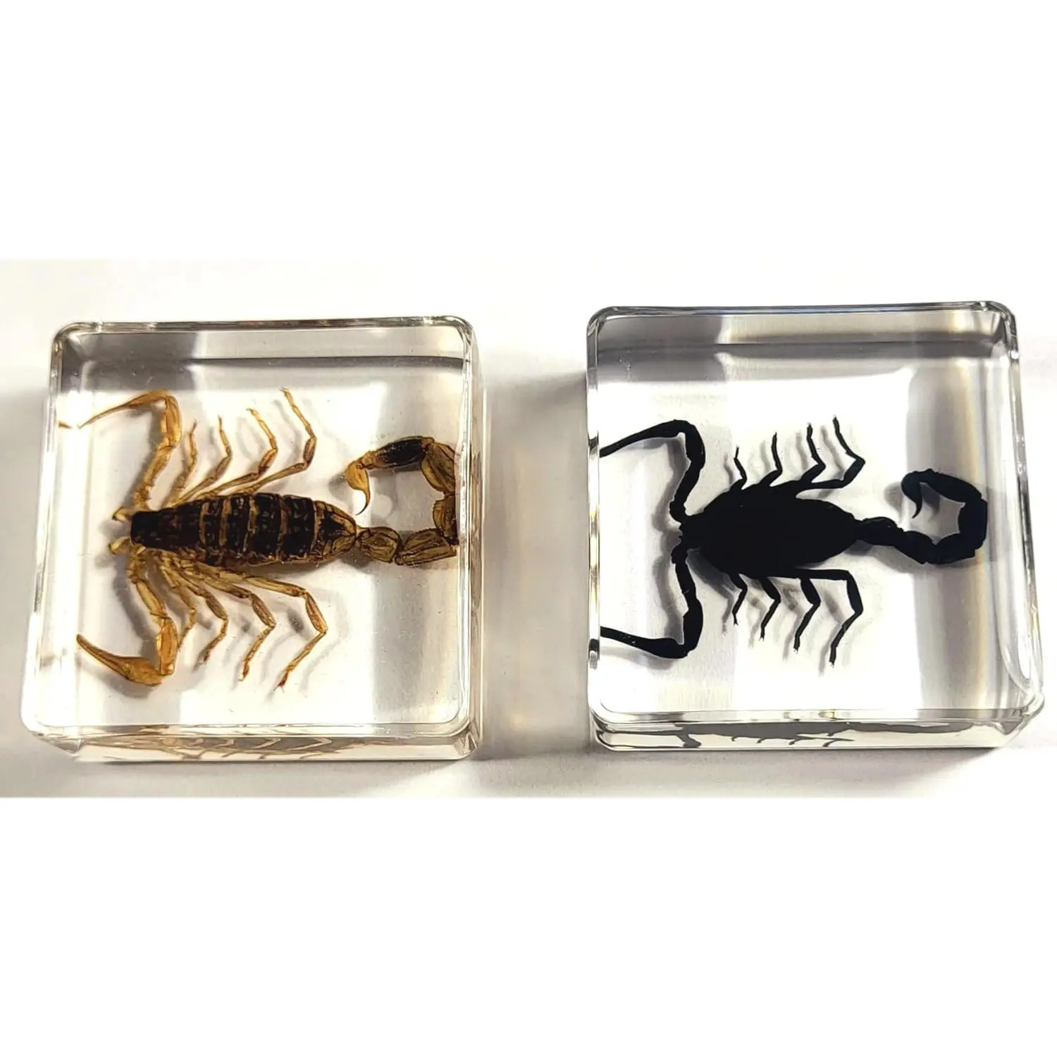 Pair Real Golden and Black Scorpions in 38mm Crystal Clear Lucite Resin Specimen + Magnifying Glass Preserved Small Insect Taxidermy Decor Collection