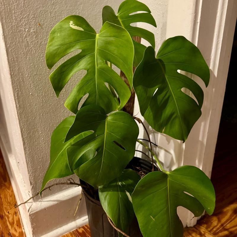 Monstera Deliciosa