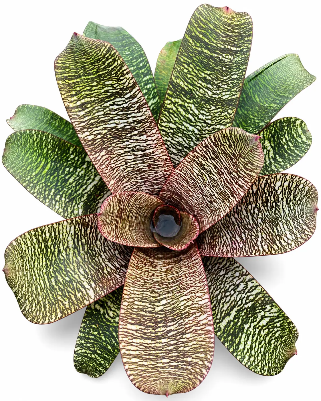 Bromeliad Vriesea 'Kiwi', Live Plant, Low Maintenance, Pet-Friendly, Tropical Houseplant