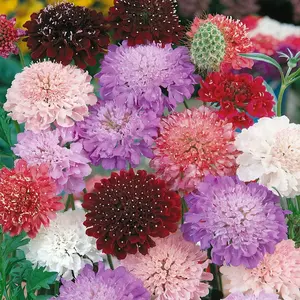 200 Seeds Perennial Dwarf Double Scabiosa Pincushion Flower Seed Mix for Planting