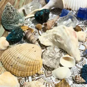 Florida Beach Sea shell and sea glass assortment