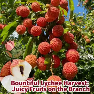 High-yielding lychee saplings - recommended by farmers, can bear fruit quickly in the first year, easy to cultivate, cold-resistant and frost-resistant, suitable for balcony/courtyard, indoor and outdoor potted planting