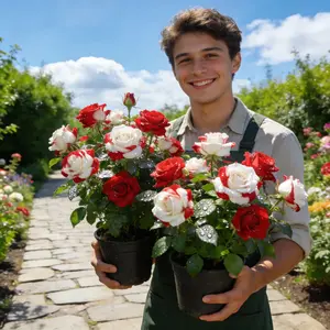 BestSellerTop300 Pcs Rare Twin Red White Rose Flower Seeds, Suitable for Small Gardens, Patios, Balconies & Indoor Cultivation, Low-Maintenance Outdoor Ornamental Flowers, Top Choice for Horticulture