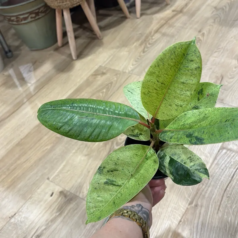 ficus shivereana