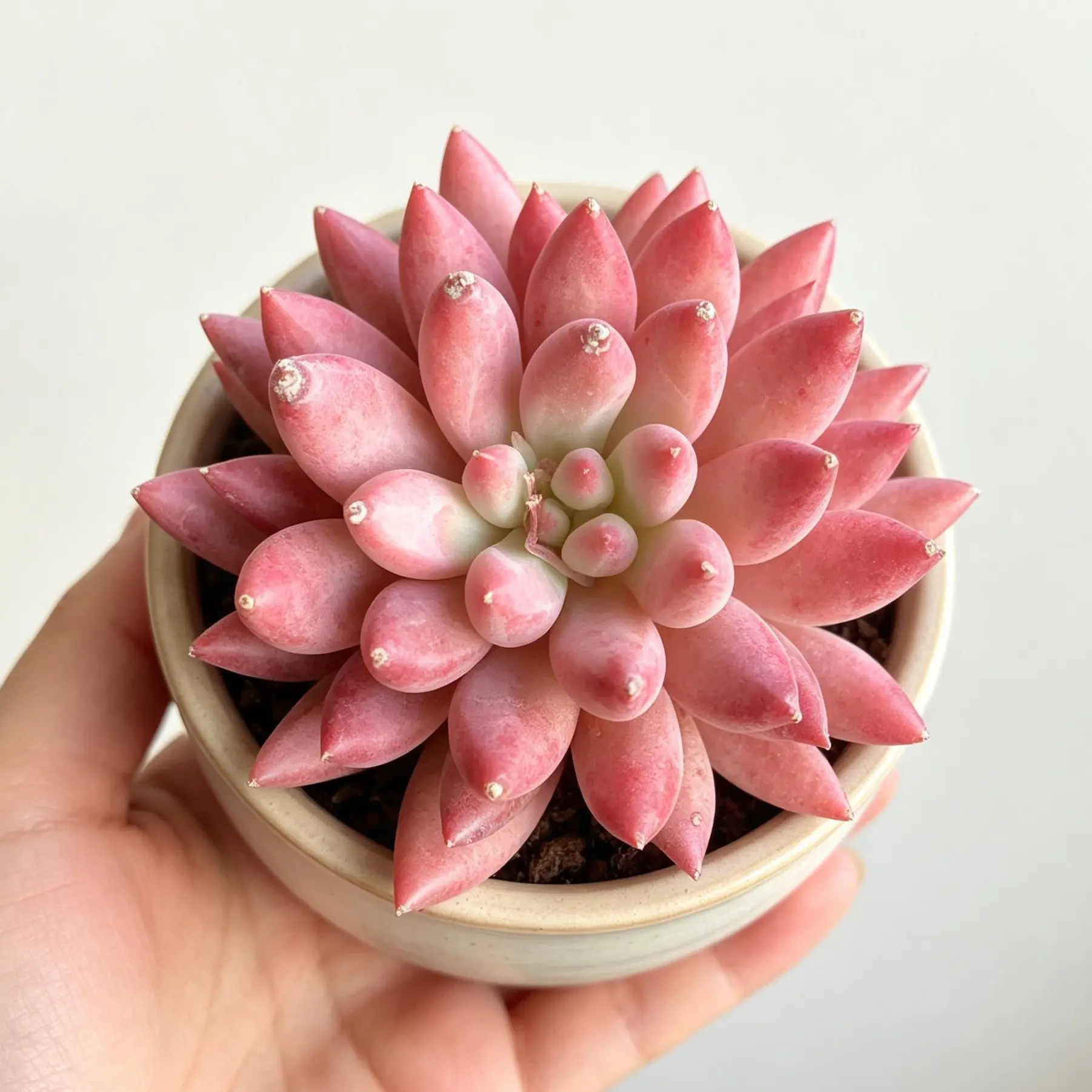 Echeveria ‘Cherry’ Rare Succulent – Bright Red Rosette, Easy Care Live Plant, Bare Root Shipping, Indoor Plant Decor, Beginner Friendly