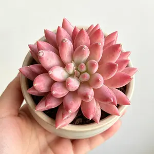 Echeveria ‘Cherry’ Rare Succulent – Bright Red Rosette, Easy Care Live Plant, Bare Root Shipping, Indoor Plant Decor, Beginner Friendly