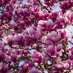 2 Pack x 10 Seeds Magnolia 'Pinkie' for Planting - Large Fragrant Blooms, Compact Growth, Ideal for Gardens of Any Size