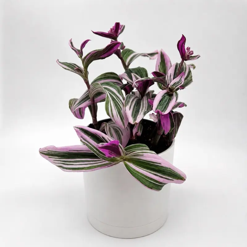 Tradescantia Nanouk 6"  Pot House Plant Indoor with Green Leaves Water Every Two Weeks for Indirect Light