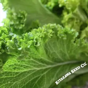 Mustard - Wasabi (Organic)