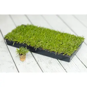 Centipede Grass Plugs