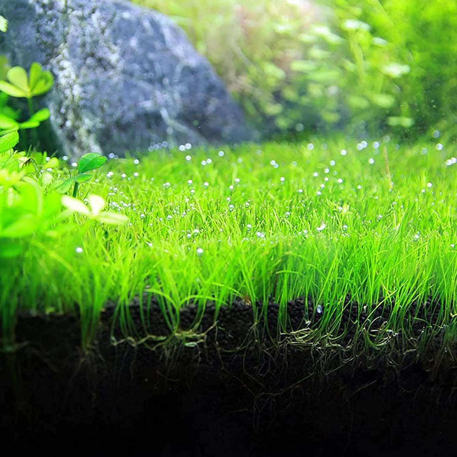 5000pcs Miniature Aquatic Plant Seeds Pack - Random Dwarf Oxygenating Weed Seeds, Dense Coverage Aquarium Supplies for Freshwater Indoor Fish Tanks, Suitable for Beginners & Experts