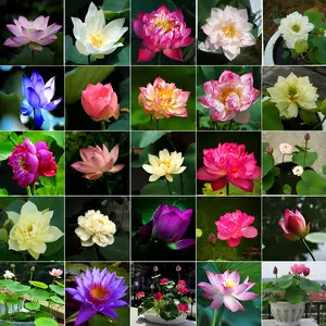 30 Pcs Mixed Bonsai Lotus Seeds - Vibrant Water Lilys Flower Plant for Fresh Gardens - Non-GMO Aquatic Seeds (Mixed Color)