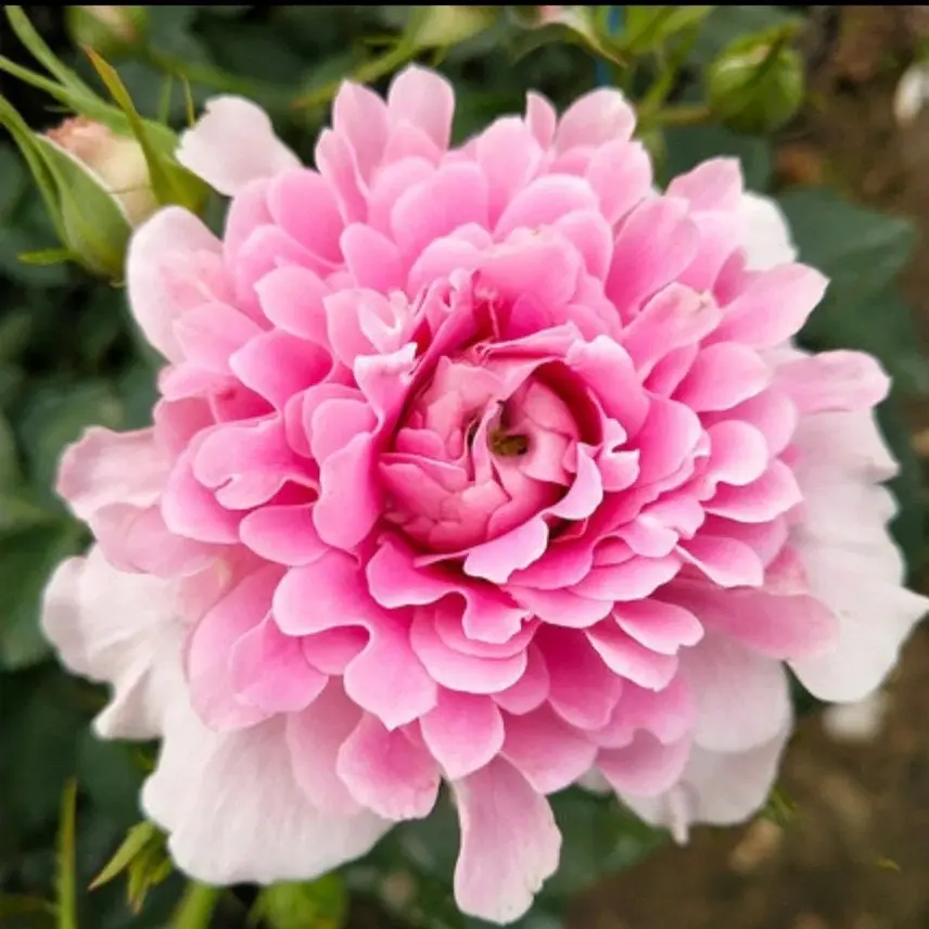 Rose [Fancy Ruffle] Own Root | Ruffle-Style Garden Rose | Floribunda Rose | Strong growth