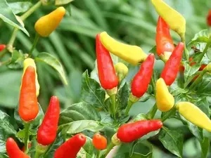 30+Tabasco Hot Pepper Seeds Hot Chili Pepper Made Tabasco Sauce Fresh Garden USA