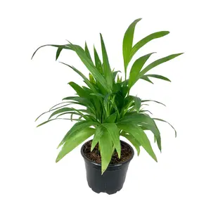 Bamboo Palm - Live Plant in an 4 Inch Growers Pot -Chamaedorea Seifrizii - Extremely Rare Palms from Florida