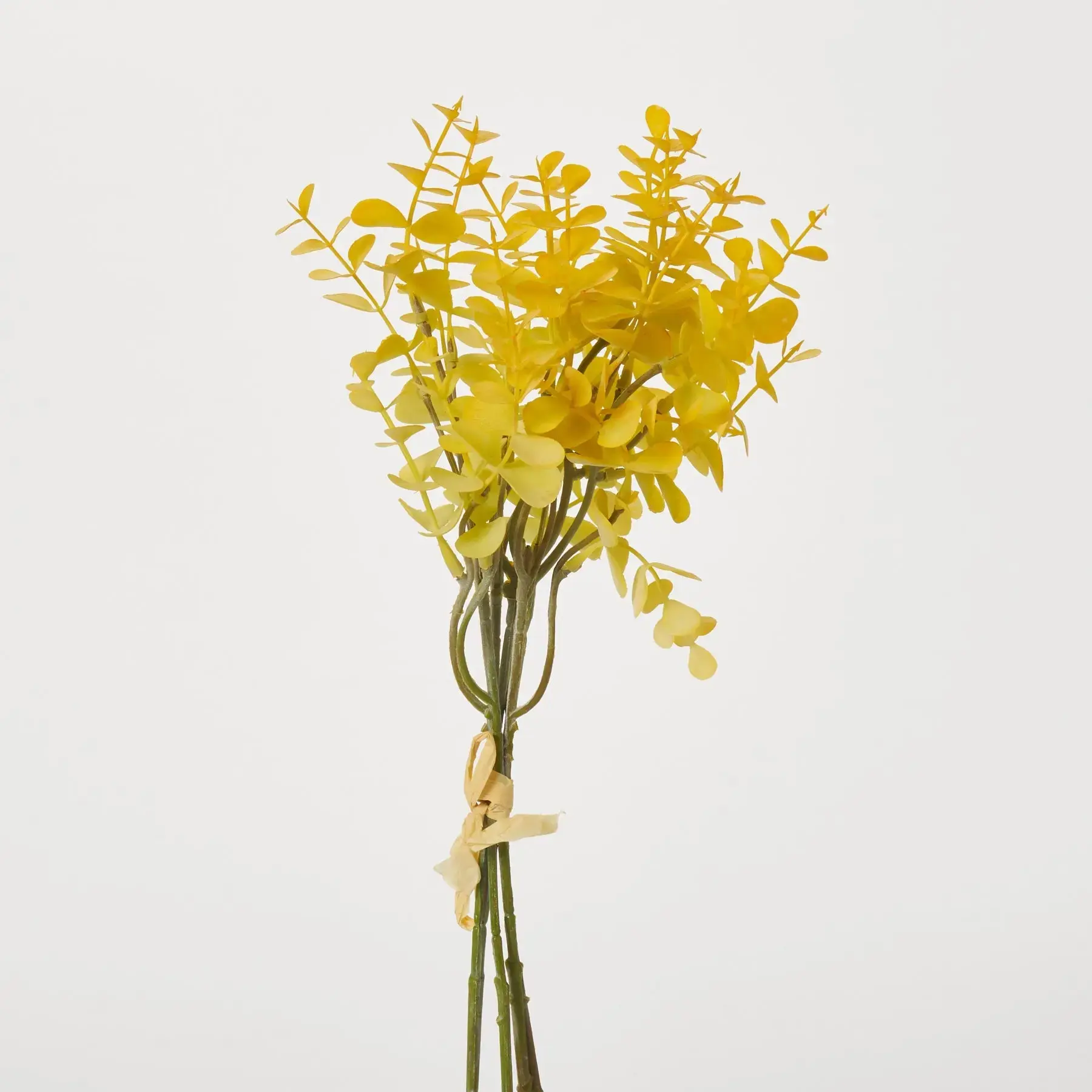 Vibrant Yellow Eucalyptus Bundle Bouquet of 5 Stems - 14"